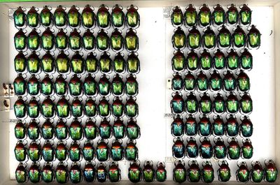 many green beetles in a display case