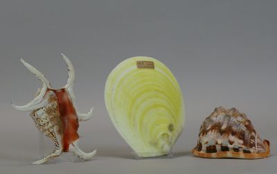 three different types of sea shells on a table