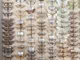 many different types of moths displayed on the wall