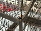 un oiseau posé dans une cage posée par terre