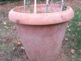 une plante qui pousse dans un grand pot