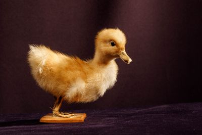 un petit canard posé sur un socle en bois