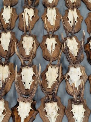 de nombreux crânes de cerfs exposés sur une table