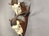 two antelope heads mounted on the wall of a room