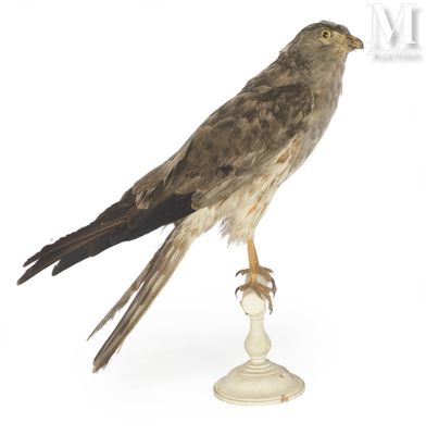 a bird that is sitting on top of a white pedestal