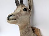 a deer head mounted on the wall of a room