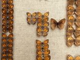 an image of a picture of a picture of butterflies in a frame