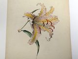 an old picture of a flower on a piece of paper
