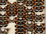a lot of butterflies that are on display in a glass case