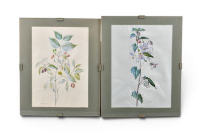 deux photos encadrées représentant des fleurs sur fond blanc