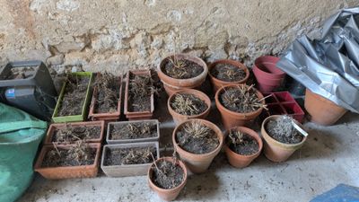 de nombreuses plantes en pot posées à même le sol, près d'un mur