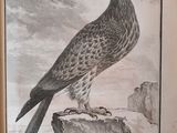 an old black and white drawing of a bird perched on a rock
