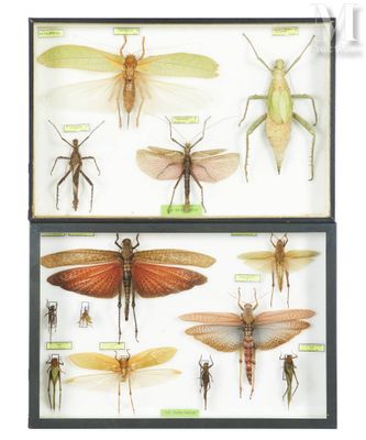 two display cases with insect specimens in them on a white surface