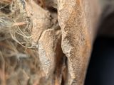 a close up of a piece of wood that has been torn open