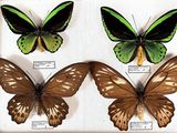 three butterflies are displayed in a display case on a white surface