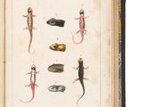 un livre ouvert sur lequel figurent des illustrations de lézards et d'autres animaux