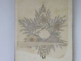 an old book with a picture of a plant on it