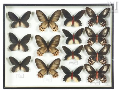 a lot of butterflies that are in a black frame