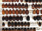 a lot of beetles that are hanging on the wall