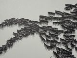 black and white photograph of a group of pine trees in the snow