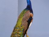a peacock that is sitting on top of a piece of wood