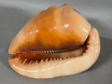 a shell that is sitting on top of a table
