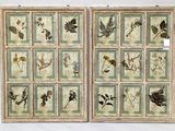 two framed pictures of flowers and leaves are hanging on a wall