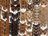 a lot of butterflies that are on display in a box