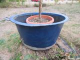 un arbre en pot posé au milieu d'une souche d'arbre