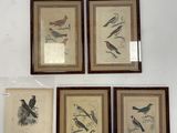 four framed bird prints on a wall in a room