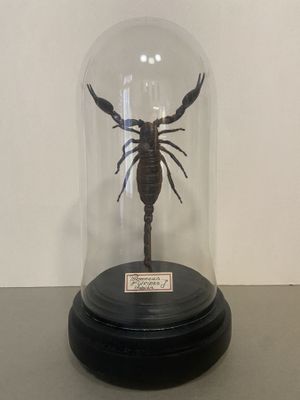 a scorpion under a glass dome on a table