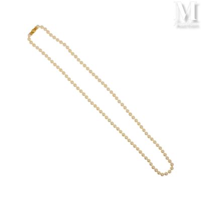 a pearl necklace with a gold clasp on a white background
