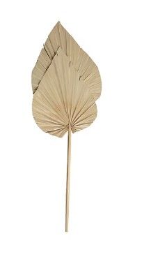 une feuille de palmier fixée à un bâton, sur fond blanc