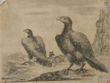 an old drawing of two vultures sitting on a rock
