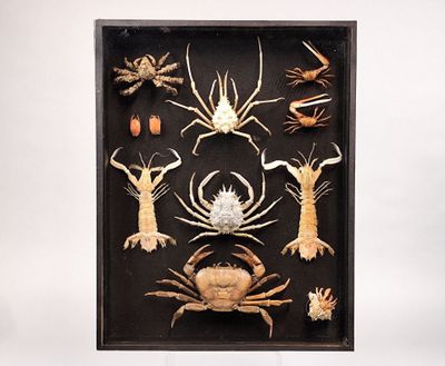 une photo présentant différents types de crabes dans une vitrine-cadre