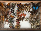 many butterflies in a shadow box on a table