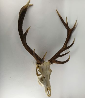 un crâne de cerf avec des bois fixés à sa tête