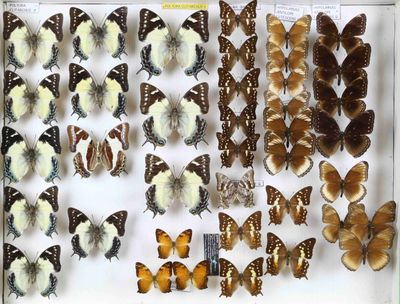de nombreux types de papillons exposés dans une vitrine