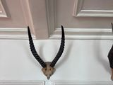 three antelope heads mounted on the wall next to each other