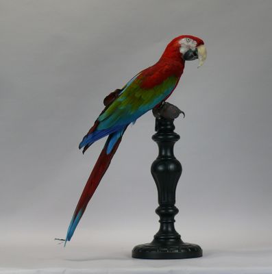 a red and green parrot sitting on top of a black pole