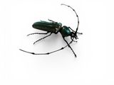a green beetle that is sitting on a white surface