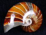 an image of a nautish shell on a black background