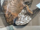 a picture of a bird that is laying down on the ground