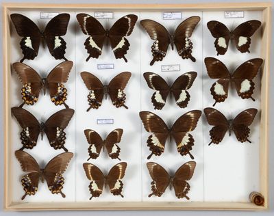 de nombreux papillons disposés dans un cadre en bois