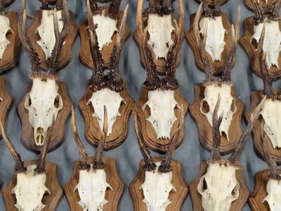 de nombreuses têtes de cerfs empaillées accrochées au mur