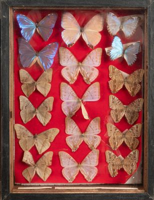 a lot of butterflies that are in a shadow box
