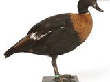 un oiseau perché sur un bloc de bois