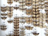 a lot of moths on display in a white frame