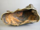 an image of a close up of a shell on a table