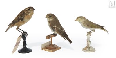 trois petits oiseaux perchés sur un socle en bois